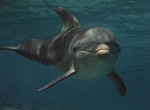 Flipper - image 2