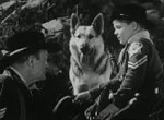 Rin-Tin-Tin - image 11